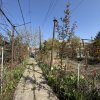 Casa cu gradina pe o strada linistita thumb 3