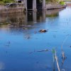 SUPER OCAZIE SE VINDE VILA IN SNAGOV CU DESCHIDERE LA LAC thumb 30