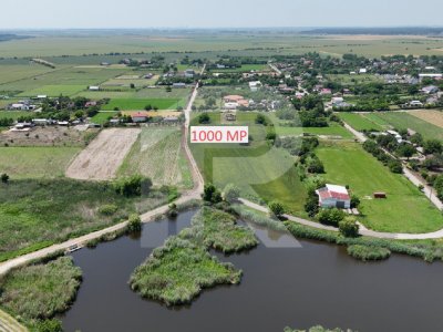 Lot 1000 mp Dascalu, Creata