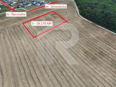 DASCALU Lot 19.170 MP