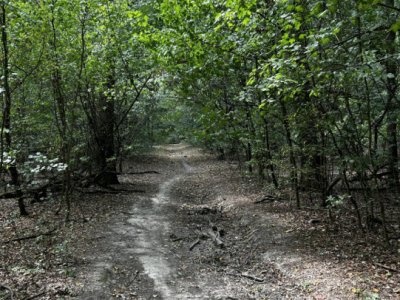 Teren Padure - 20.000mp - Scoala Americana - Pipera