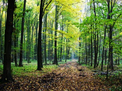 Refugiul tău verde lângă Băneasa – 2 hectare de pădure super locație