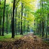 Refugiul tău verde lângă Băneasa – 2 hectare de pădure super locație thumb 1