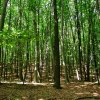 Refugiul tău verde lângă Băneasa – 2 hectare de pădure super locație thumb 2