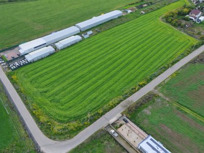 Teren intravilan 7.811 mp | Ciolpani, Ilfov | Acces drum public