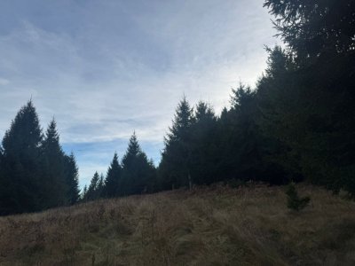 Vanzare 5,3 ha pasune deasupra Voronetului Suceava - Proiect Turistic