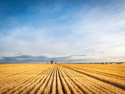 PORTOFOLIU AGRICOL PREMIUM 3.000 HA SUDUL ROMÂNIEI OPORTUNITATE INVESTIȚIONALĂ