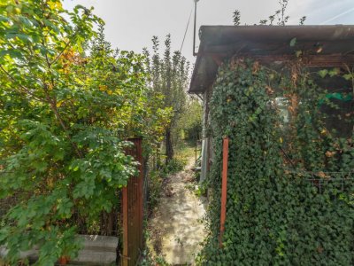 TEREN SILISTEA SNAGOVULUI 5000mp iesire LAC 30ml