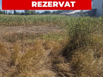 Teren Mosoaia, Lazaresti!