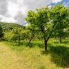 Colț de Rai -Casă de vacanță cu Pădure-Livadă și Râu -Jud.Argeș! thumb 18
