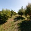 Casa visurilor cu livada roditoare si gradina amenajata Darmanesti-Arges thumb 5