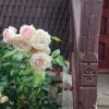 Casa gospodarului, înconjurată de natură, Comarnic imaginea mica 30 Casa gospodarului, înconjurată de natură, Comarnic thumb 30