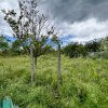 Casă + teren 4430 mp, vie și pomi fructiferi, 22 km de Tecuci imaginea mica 14 Casă + teren 4430 mp, vie și pomi fructiferi, 22 km de Tecuci thumb 14