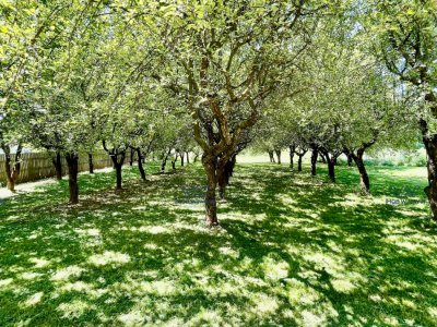 Proprietate Excepțională cu Potențial Dublu în Valea Ursului, Argeș