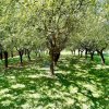 Proprietate Excepțională cu Potențial Dublu în Valea Ursului, Argeș thumb 1