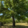 Casa batraneasca de vanzare in Obedeni, jud. Giurgiu – teren intravilan 2.500mp imaginea mica 2 Casa batraneasca de vanzare in Obedeni, jud. Giurgiu – teren intravilan 2.500mp thumb 2